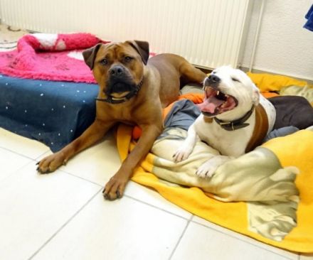 Alles für den Hund - artgerecht & gesund