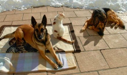 TIERPHYSIOTHERAPIE SAALEKREIS - Kerstin Gebauer