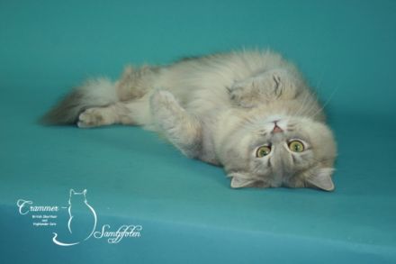 von den Crammer-Samtpfoten