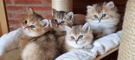 von den Crammer-Samtpfoten