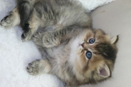 von den Crammer-Samtpfoten