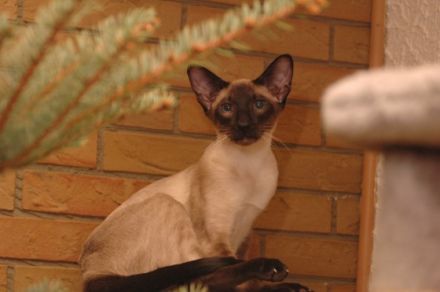 Coilis Buira Bosa Nova