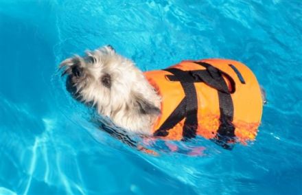 Pfötchenfit - Hundephysiotherapie für Berlin & Brandenburg