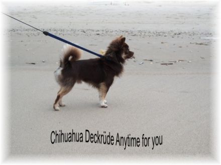 Chopper vom Goldseintal