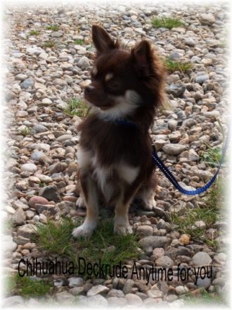 Chopper vom Goldseintal