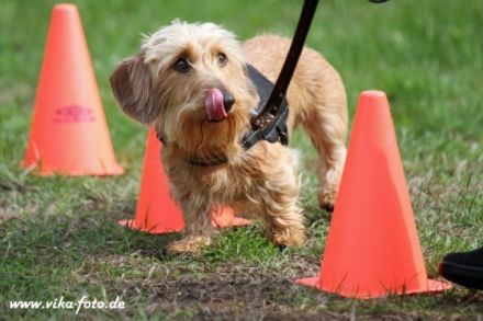 Hundeschule Topdog