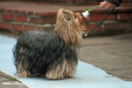 Hundeschule Topdog