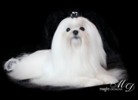 JCH. White Magic Pokerface