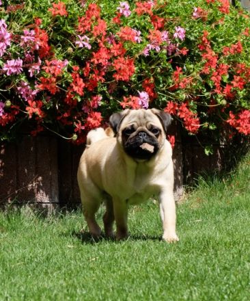 von den Lesser VIP`s