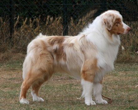 Sunnycreek`s No Ifs Ands Or Buts