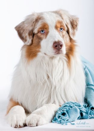 Sunnycreek`s No Ifs Ands Or Buts