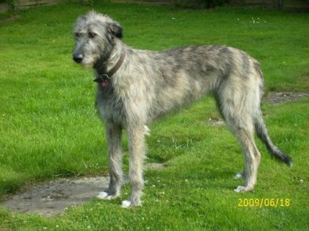 Von den Heidjer Wölfen