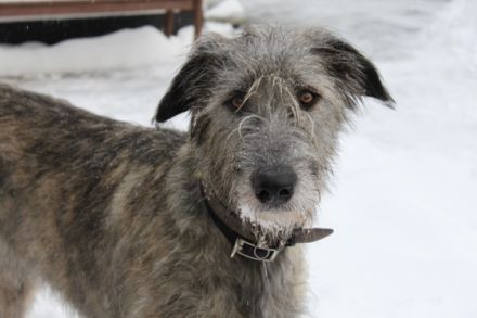 Von den Heidjer Wölfen