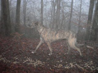 Von den Heidjer Wölfen