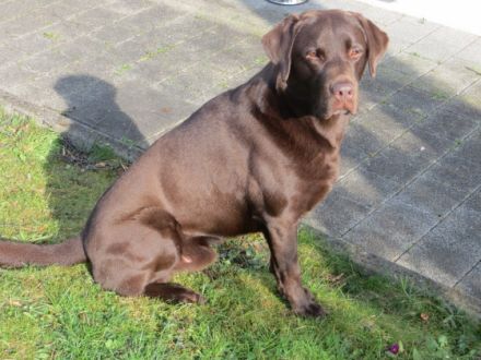 Obelix vom Rechenmacher