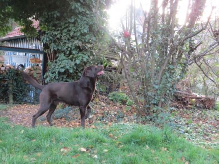 Obelix vom Rechenmacher