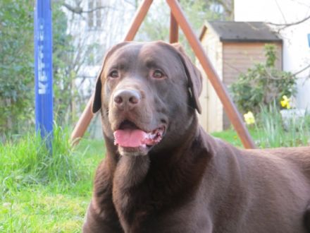 Obelix vom Rechenmacher