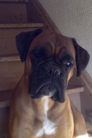 Problemhunderziehung Sylvia Leja