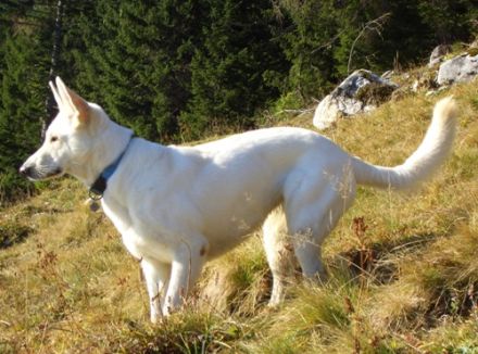 Kennel of White Eagle
