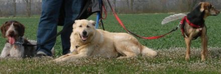 Hundeschule cool dogs