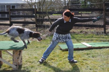 Hundeschule cool dogs