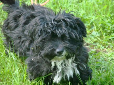 Hundeschule cool dogs