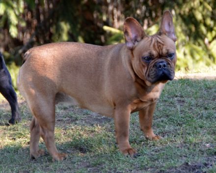 Maison de Ville libre