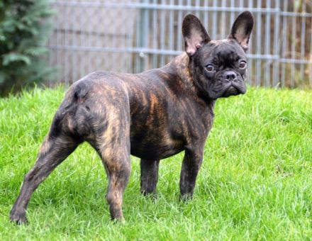 Maison de Ville libre