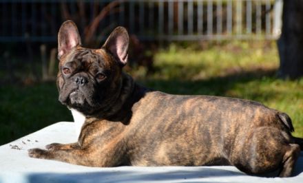 Maison de Ville libre