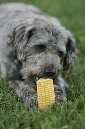 Natürlich Hund - Hundeschule in Graupa