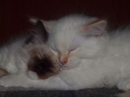 Freifrau & Freiherr von Streese