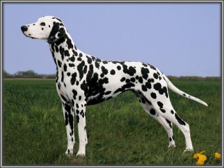 of the Smiling Spots