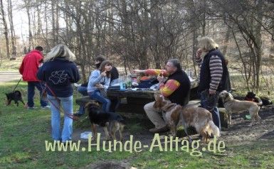 Hundeschule Hunde-Alltag