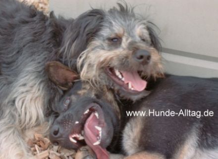 Hundeschule Hunde-Alltag