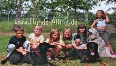 Hundeschule Hunde-Alltag