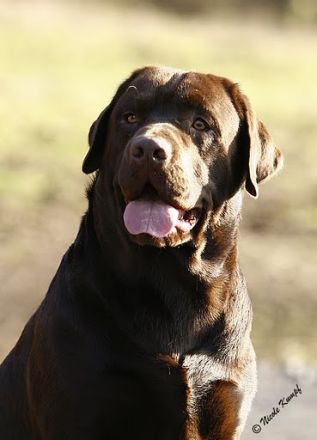 Eragon C.vom Fürstenauer Forst