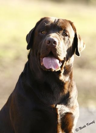 Eragon C.vom Fürstenauer Forst