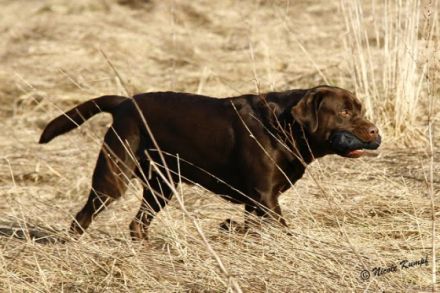 Eragon C.vom Fürstenauer Forst