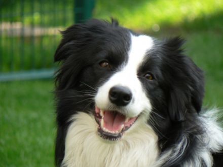 from Shamrock Country