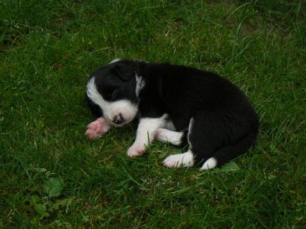 from Shamrock Country