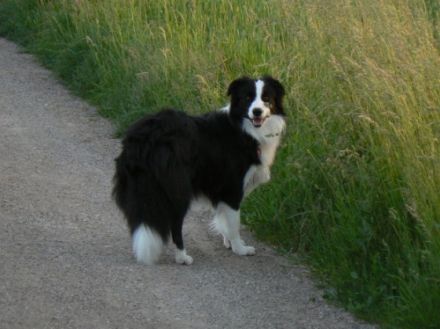 from Shamrock Country