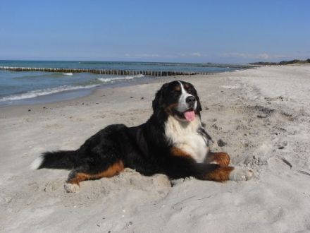 von der Falkenauer-Aue