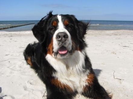 von der Falkenauer-Aue