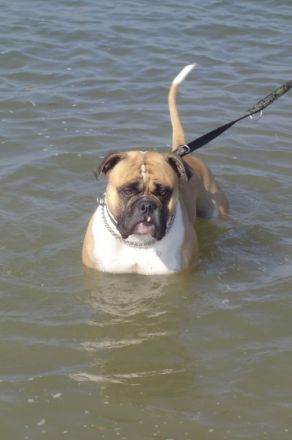 Northside´s Charly Brown