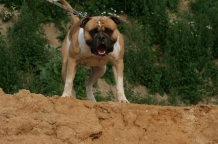 Northside´s Charly Brown