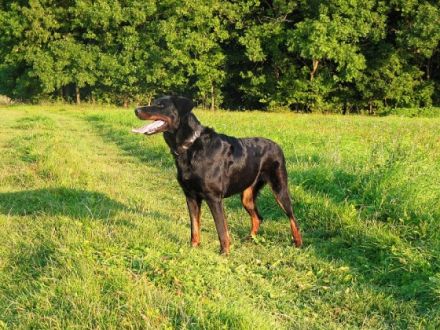 de la Forêt de Thuringe