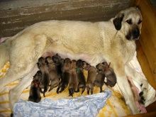 From Shadow Of Linden