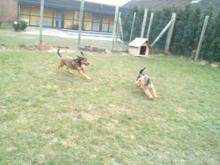 Vierpfotenhotel Anke Schmidt