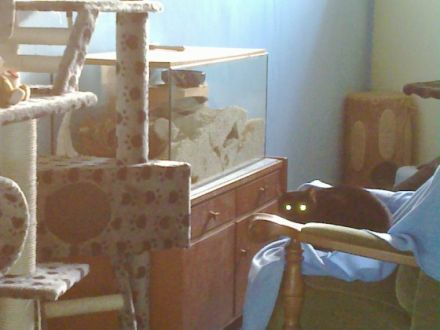 Vierpfotenhotel Anke Schmidt