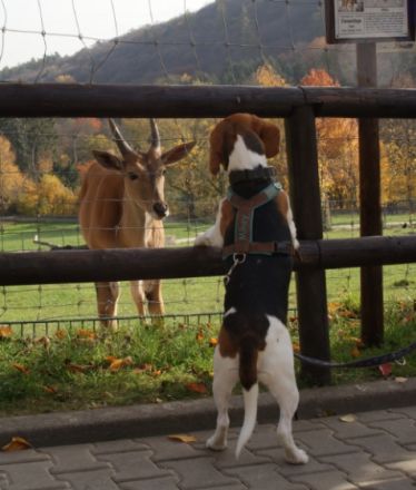 Hundeschule Groß und Klein